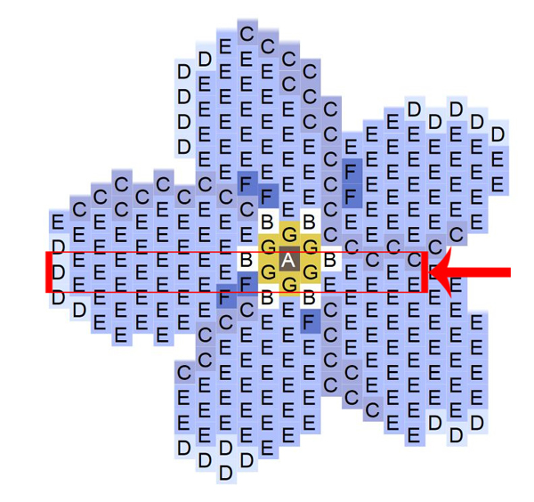 etape 1 bis grille tissage gratuite fleur myosotis miyuki delicas 11 0