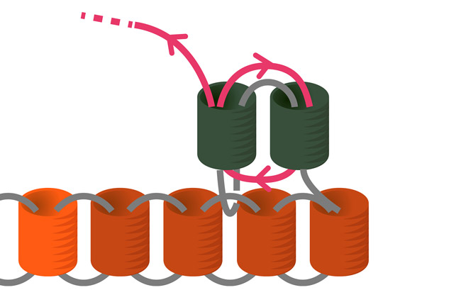 Tissage de perles Miyuki plante tropicale en Brick Stitch : Etape 7