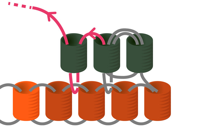 Tissage de perles Miyuki plante tropicale en Brick Stitch : Etape 8