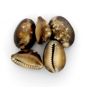 Assortiment de coquillages non percé Cauri Tigre Naturel x 5