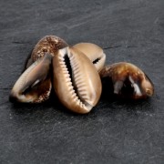 Assortiment de coquillages non percé Cauri Tigre Naturel x 5