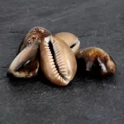 Assortiment de coquillages non percé Cauri Tigre Naturel x 5