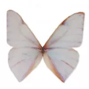 Papillon sans trou 50x40 mm Blanc et Orange x1