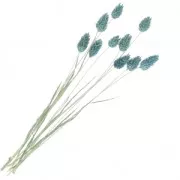 Fleurs de Phalaris Bleu séchées pour création diy x10 tiges