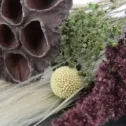 Fleurs de Sétaire Rose séchées pour création diy x5 tiges