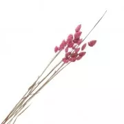 Briza Maxima Rose - fleurs séchées pour création diy x5 tiges