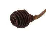 Platyspermum séché pour création diy x1 tige