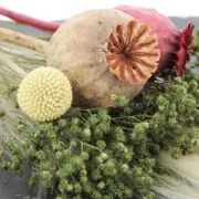 Roseau des étangs séché pour création diy x1 tige