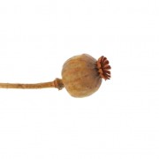 Fleur de Pavot Orange séchée pour création diy x1 tige