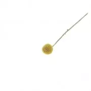 Fleur de Craspedia Jaune séchée pour création diy x1 tige