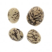 Graines pambil marmol d'Amérique du Sud 18 mm Naturel Beige x 4|raw }}