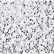 Rocaille Miyuki 15/0 420 - Opaque White Pearl Ceylon x8g|raw }}