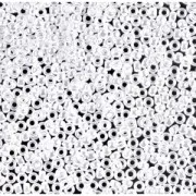 Rocaille Miyuki 15/0 420 - Opaque White Pearl Ceylon x8g