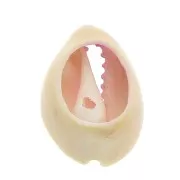 Coquillage Cauri dégradé rose/bleu - effet tie and dye - 20 à 26mm x1