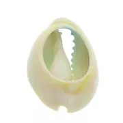 Coquillage Cauri dégradé bleu/jaune - effet tie and dye - 20 à 26mm x1