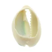 Coquillage Cauri avec résine époxy Vert pour la création de bijoux - 20 à 25mm x1