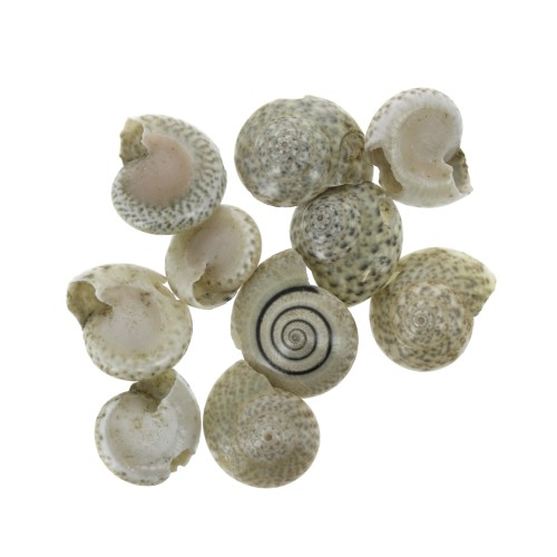 Assortiment de mini coquillages 10 mm brun naturel pour la création de bijoux x10