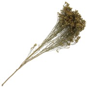 Gypsophile Jaune - fleur séchée pour création DIY x1 tige|raw }}