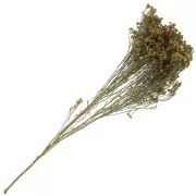 Gypsophile Jaune - fleur séchée pour création DIY x1 tige