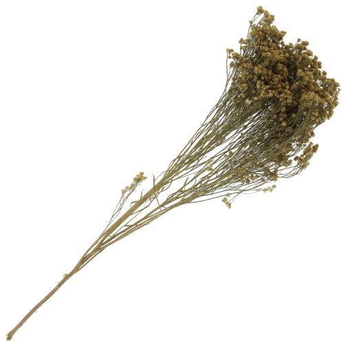 Gypsophile Jaune - fleur séchée pour création DIY x1 tige