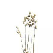 Briza Maxima Naturel - fleurs séchées pour création DIY x5 tiges