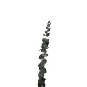 Eucalyptus Baby Blue Vert - fleur séchée pour création DIY x1 tige