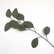 Eucalyptus Populus à feuilles rondes - fleur séchée pour création DIY x1 tige
