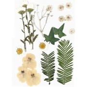 Assortiment de fleurs séchées et pressées pour création diy - Blanc x1