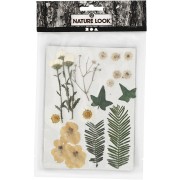 Assortiment de fleurs séchées et pressées pour création diy - Blanc x1