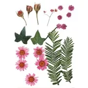 Assortiment de fleurs séchées et pressées pour création diy - Rose x1
