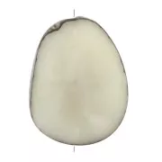 Graine de Tagua travaillée 35-50 mm Ivoire x1