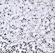 Miyuki Delica 11/0 DB0741 - Crystal Mat paquet de 100g