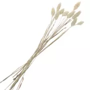 Fleurs de Phalaris Naturelle séchées pour création DIY x10 tiges