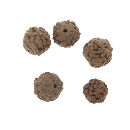 Perles graines naturelles de Rudraksha larmes de shiva 8 mm x20