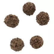 Perles graines naturelles de Rudraksha larmes de shiva 12 mm x10