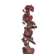 Eucalyptus Baby Blue Rouge - fleur séchée pour composition florale x1 tige