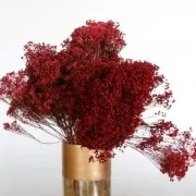 Gypsophile Rouge - fleur séchée pour composition florale x1 tige