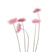 Immortelle d'Australie Rose - fleur séchée pour composition florale x5 tiges