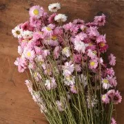 Immortelle d'Australie Rose - fleur séchée pour composition florale x5 tiges
