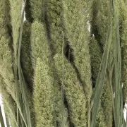 Fleurs de Sétaire Verte séchées pour composition florale x5 tiges