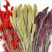 Fleurs de Sétaire Verte séchées pour composition florale x5 tiges