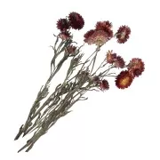 Immortelle Rouge - Hélichrysum - fleur séchée pour composition florale x5 tiges