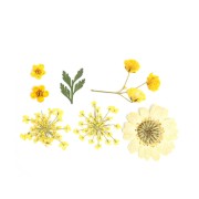 Assortiment fleurs séchées et pressées sur planche pour la création DIY - Jaune x1|raw }}