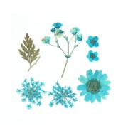 Assortiment fleurs séchées & pressées sur planche pour la création DIY - Bleu x1