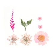 Assortiment fleurs séchées & pressées sur planche pour la création DIY - Rose x1