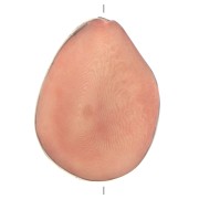 Graine de Tagua irrégulière 35-50 mm - Saumon x1|raw }}