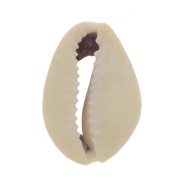 Assortiment de demi coquillages Cauri 18 à 20 mm - Naturel x10|raw }}