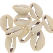 Assortiment de demi coquillages Cauri 18 à 20 mm - Naturel x10