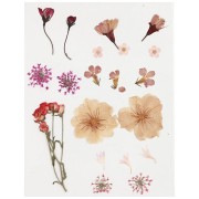 Assortiment fleurs séchées & pressées sur planche pour création DIY - Rose clair|raw }}