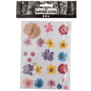 Assortiment fleurs séchées & pressées sur planche pour création DIY - Panaché|raw }}